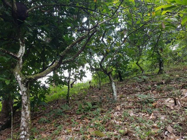 FZ 037- Fazenda Próximo a Ipiaú ? BA com 30 hectares. - Foto 13