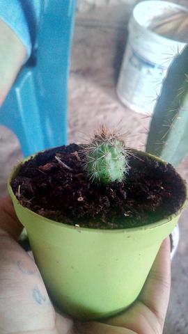 Lindas Mudas de Cactácea!! - Foto 2