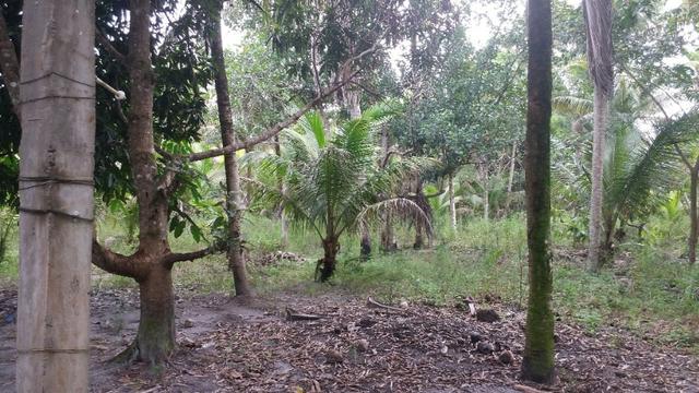 Sitio em Comandatuba - Foto 9