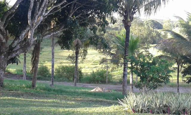 Sítio em Chã Grande, com 10 hectares. Casa sede c/4 qts, sendo 3 suítes, - Foto 5