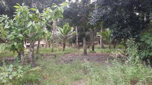 Sitio em Comandatuba - Foto 3