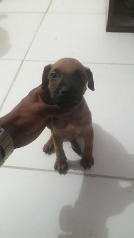 Pitbull - Foto 5