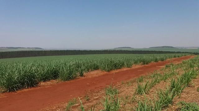 Fazenda 41 alqueires em Brodowisk 4.300.000.00 - Foto 4