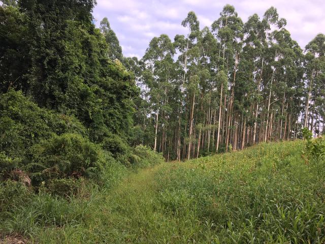 Lindo TERRENO para sítio - Foto 3