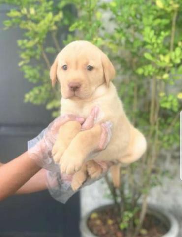 Labrador chocolate/amarelo/preto, machos e fêmeas com garantias e suportes exclusivos