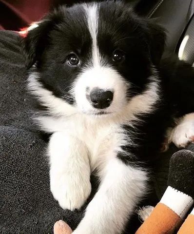 Cachorro Border Collie macho e femea, com garantia genetica vitalicia. -  Cachorros e acessórios - Munhoz Júnior, Osasco 1261817580