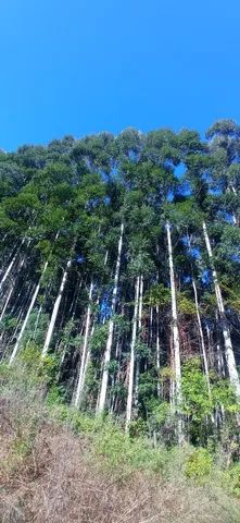 Chácara 15 hectares, valor 169,800,00 