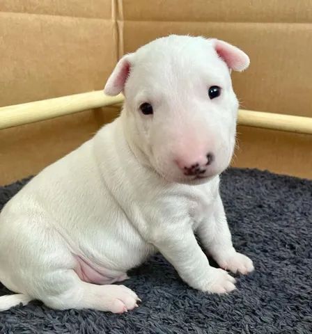 Bull Terrier filhote disponível.