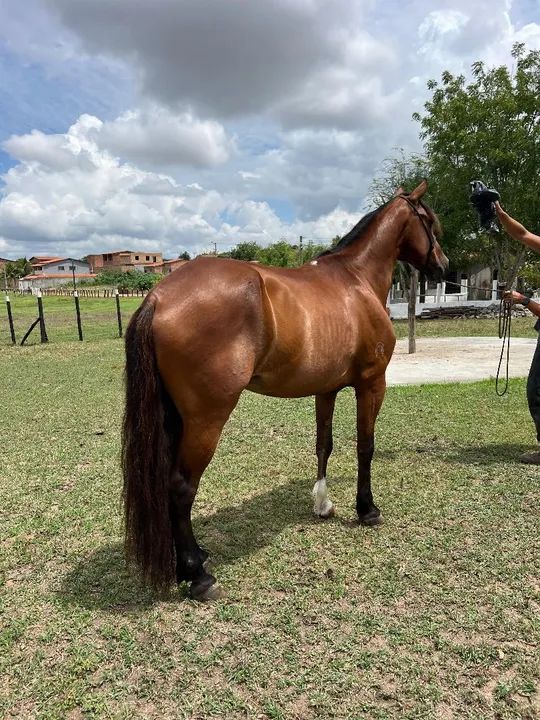 Mangalarga Marchador - Foto 3