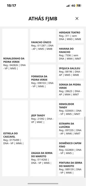 Mangalarga marchador  - Foto 3