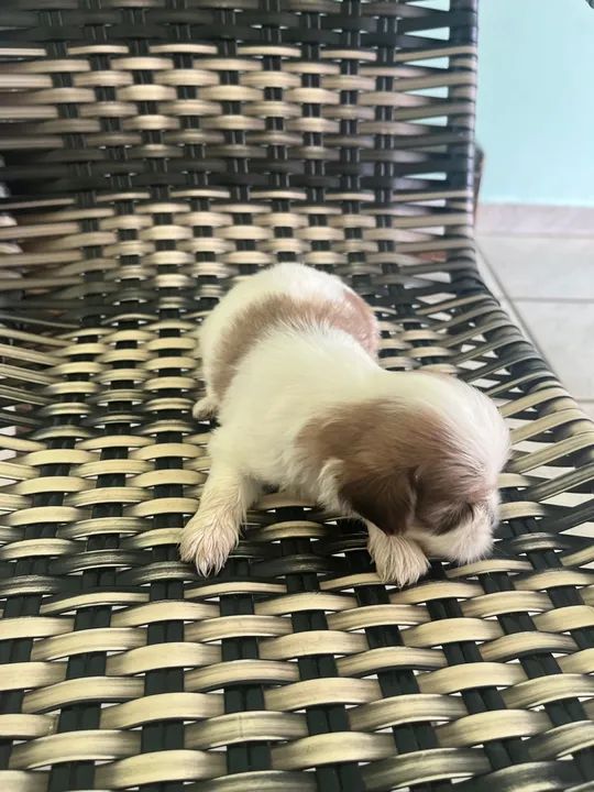 Filhote Shih Tzu