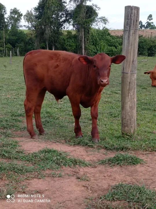Touros, novilhas, bezerros, vacas com cria ao pé. Senepol - Foto 6