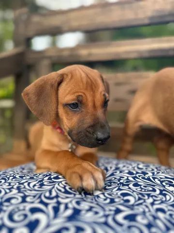 Olx best sale rhodesian ridgeback