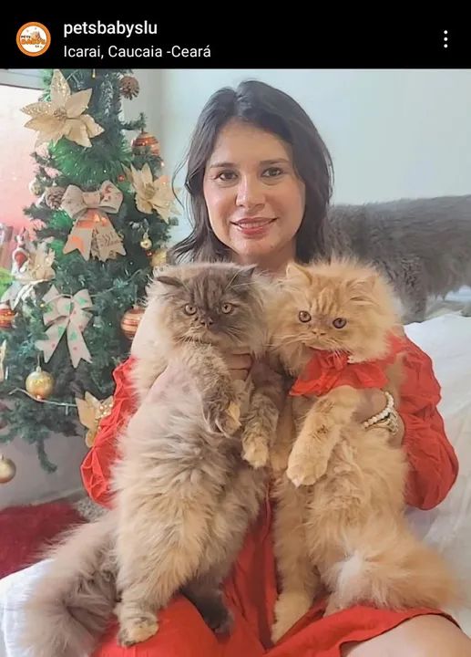 GATOS PERSAS MARAVILHOSOS!!! - Foto 6