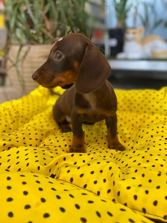 Dachshund basset salsicha Teckel fêmea  - Foto 4