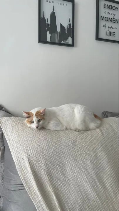 Gatos para Adoção  - Foto 5