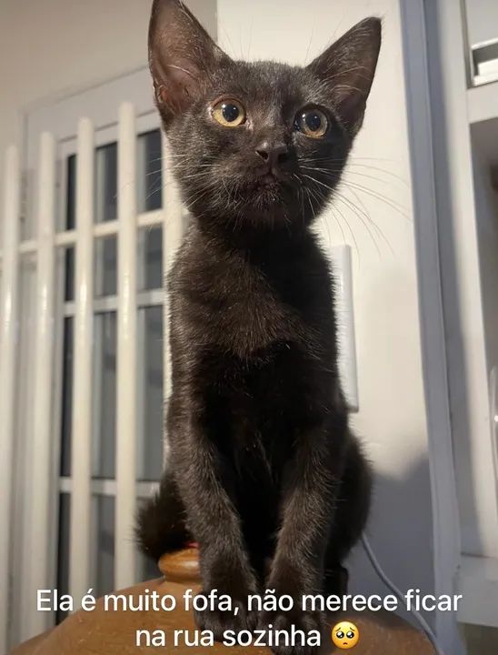 Gatinha para doação  - Foto 4