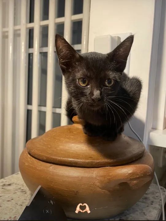 Gatinha para doação  - Foto 2