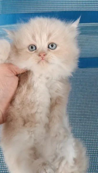 Persa Himalaio - Foto 5