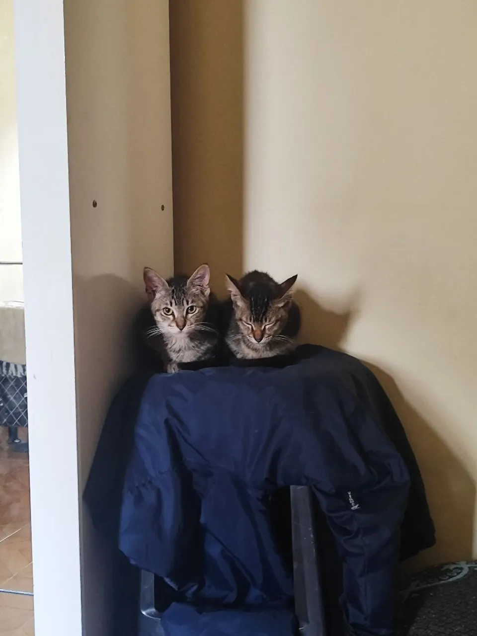 Casal de gatos ZO 2 MESES
