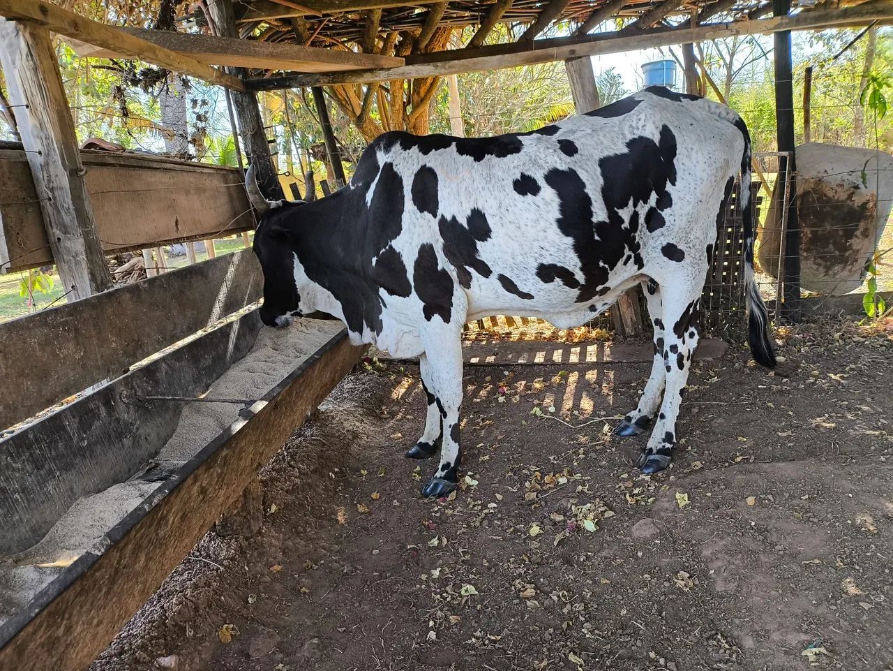 2 vacas solteira  - Foto 2