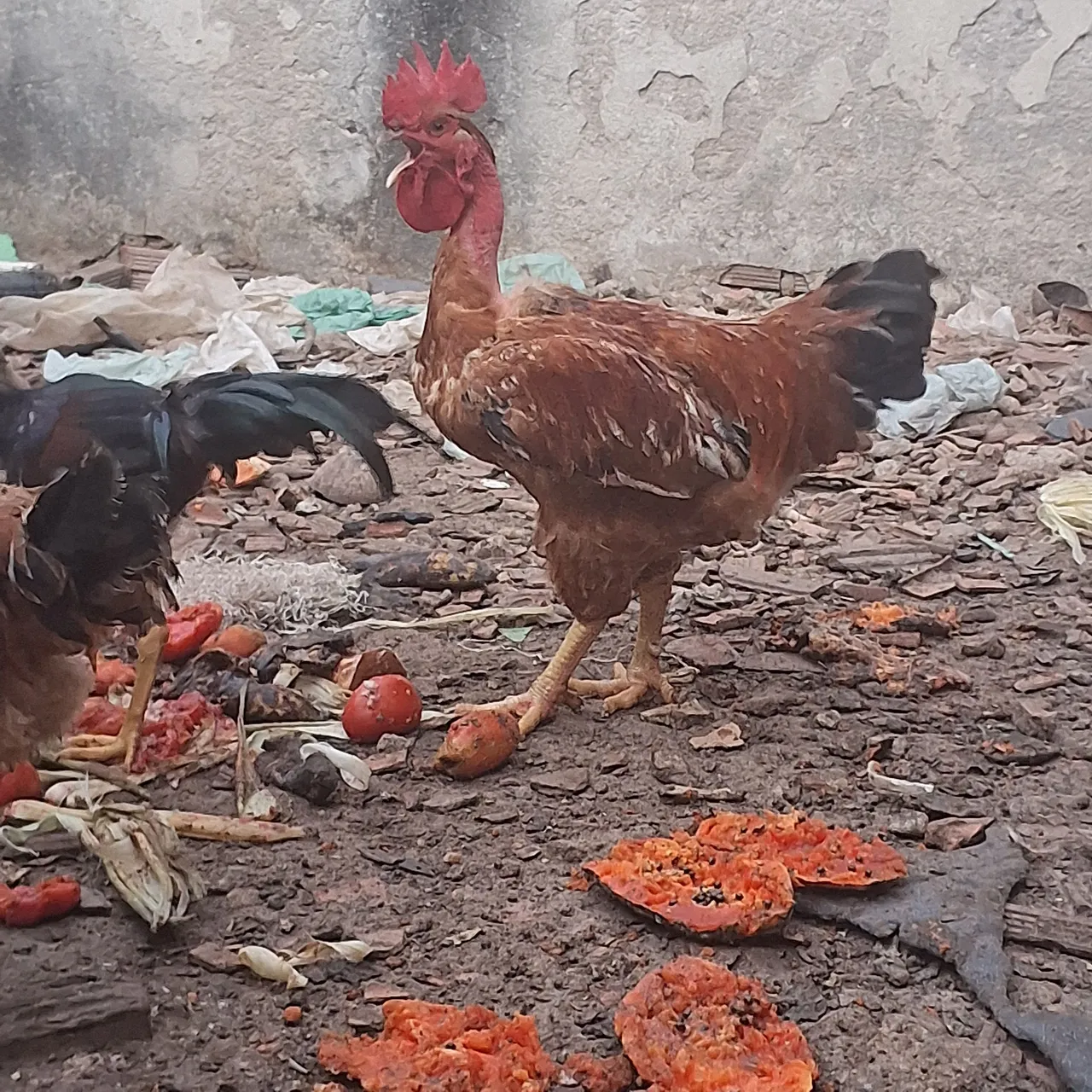 Galinhas e Galos Caipiras