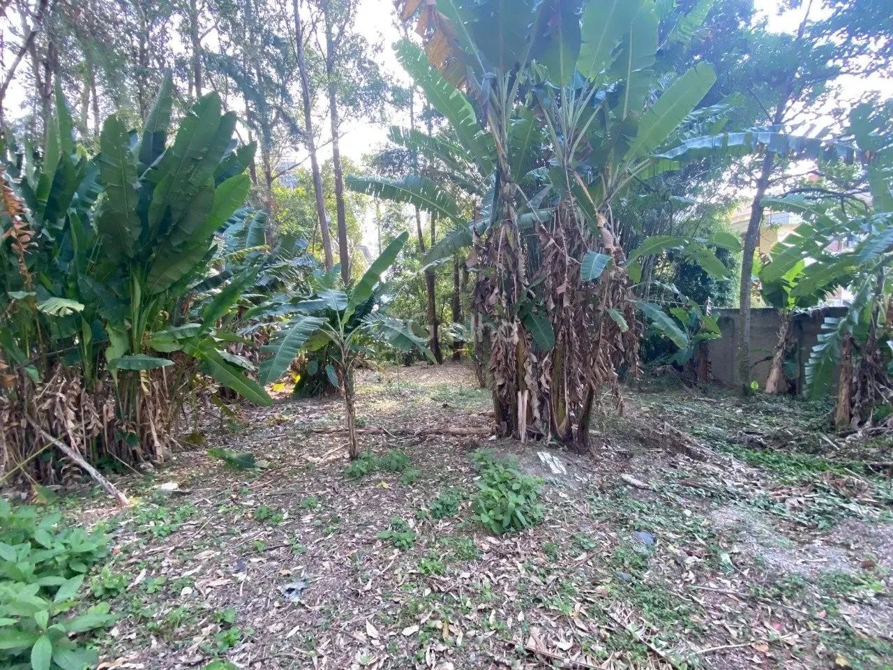 Terreno para Venda em Florianópolis, Pantanal - Foto 4