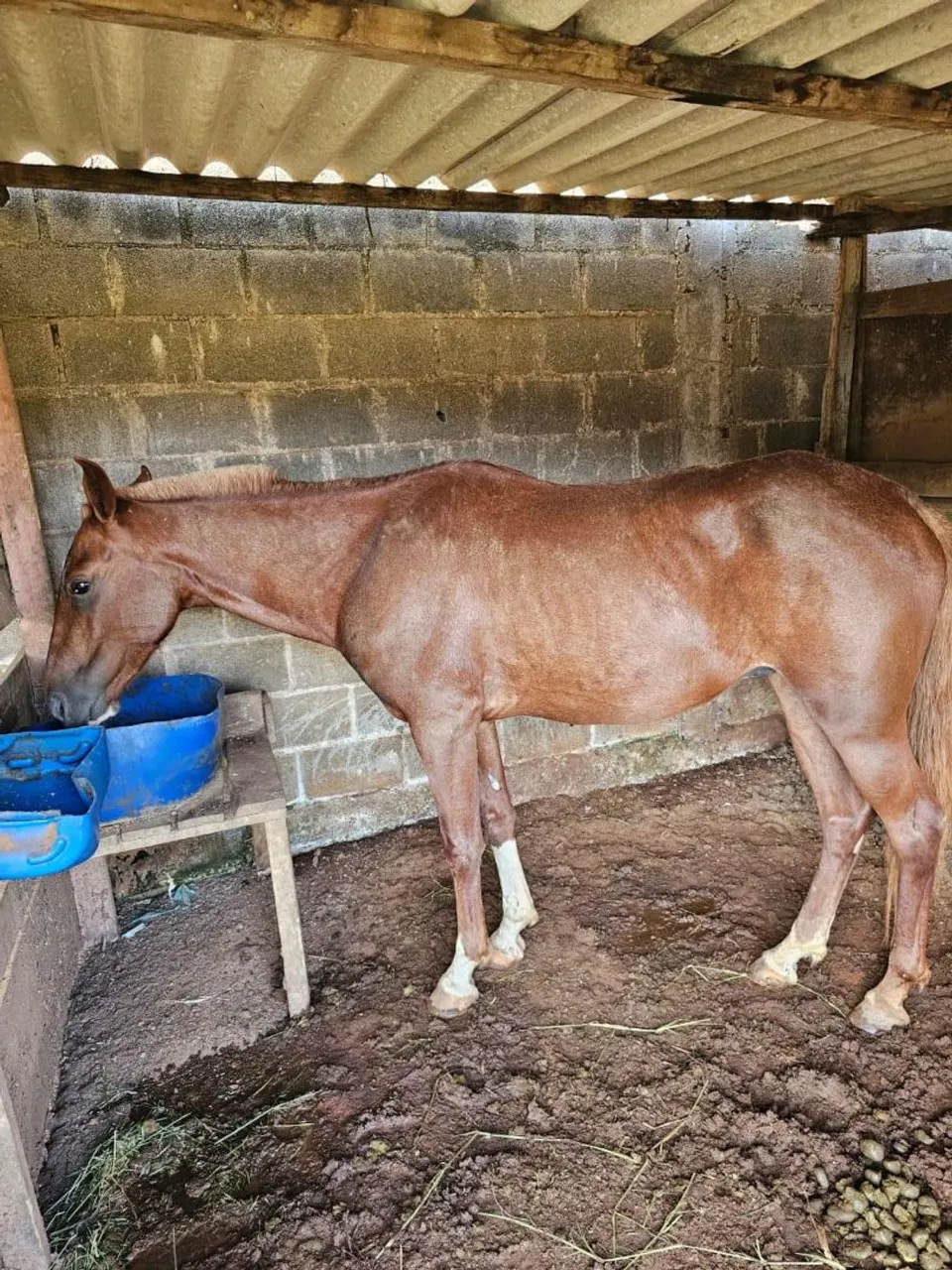 Cavalo mangalarga 