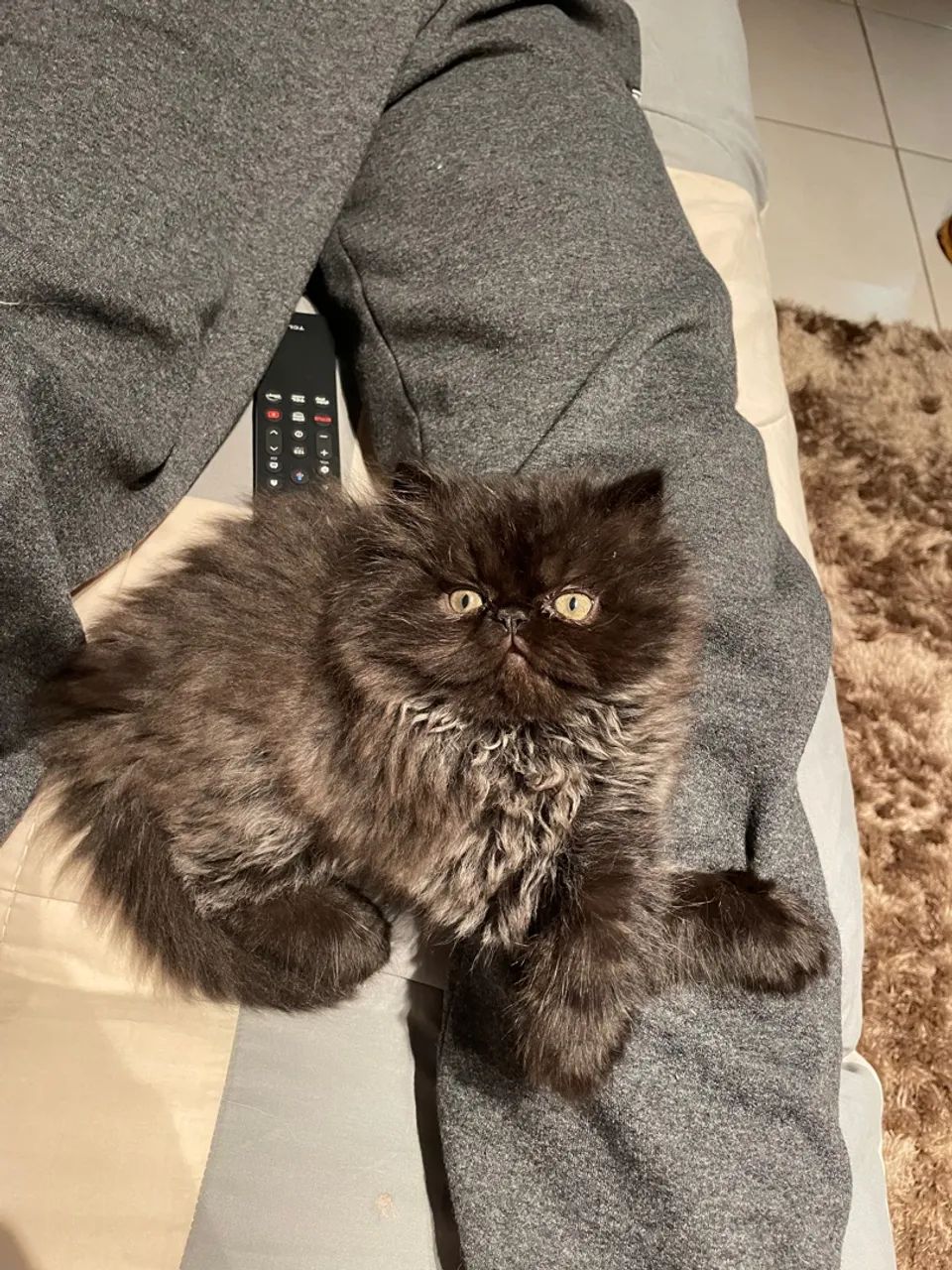 Filhote de Gato Persa Macho  ? - Foto 4