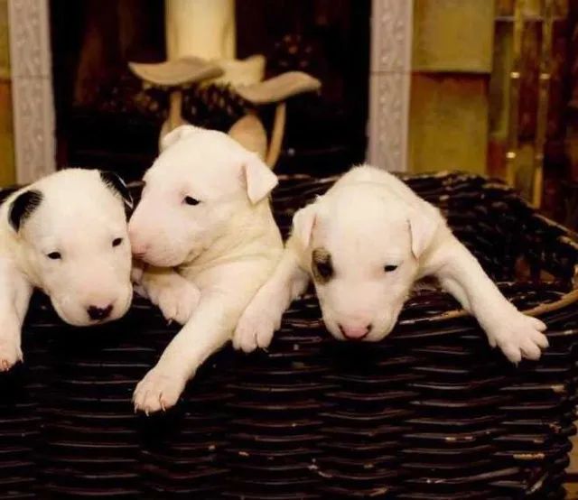 Bull Terrier ingles os mais saudaveis e legetimos pacotinhos de amor