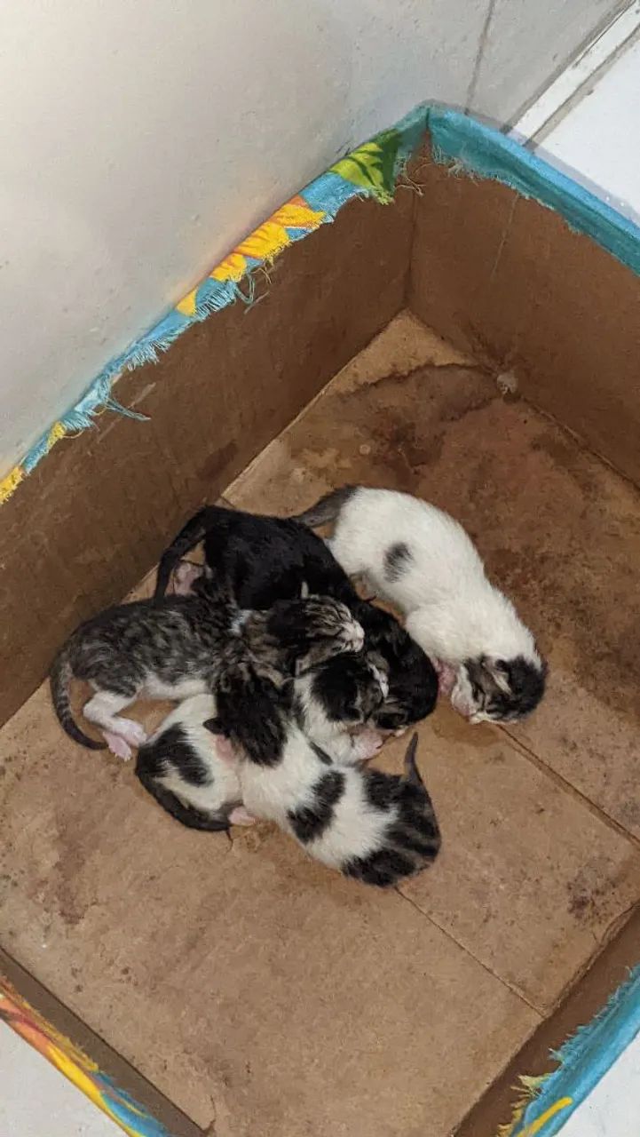 Gata mamãe para adoção - Foto 3