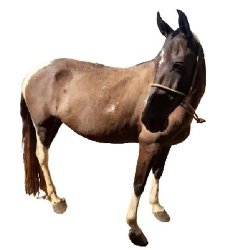 Égua Mangalarga Pampa de Preto, Marcha Batida, Registrada.