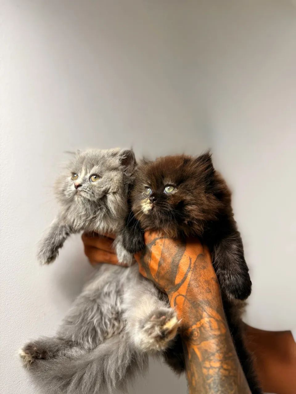 Gatinhos Persas à venda - Criação com acompanhamento veterinário. - Foto 4