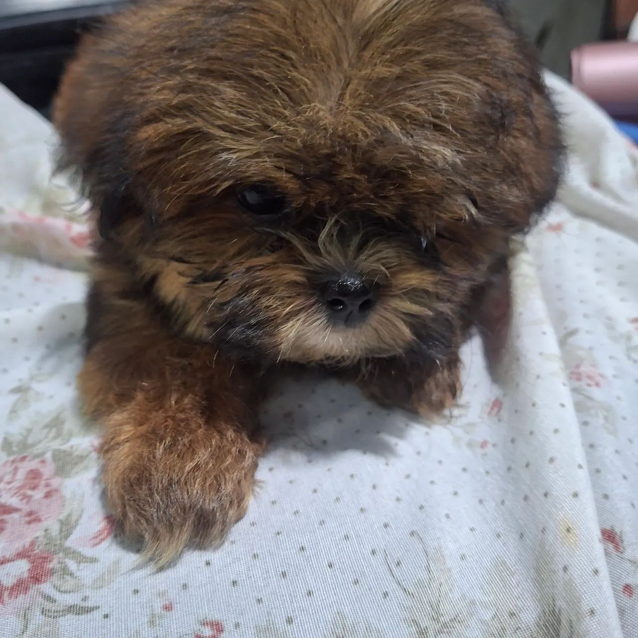 Lhasa apso