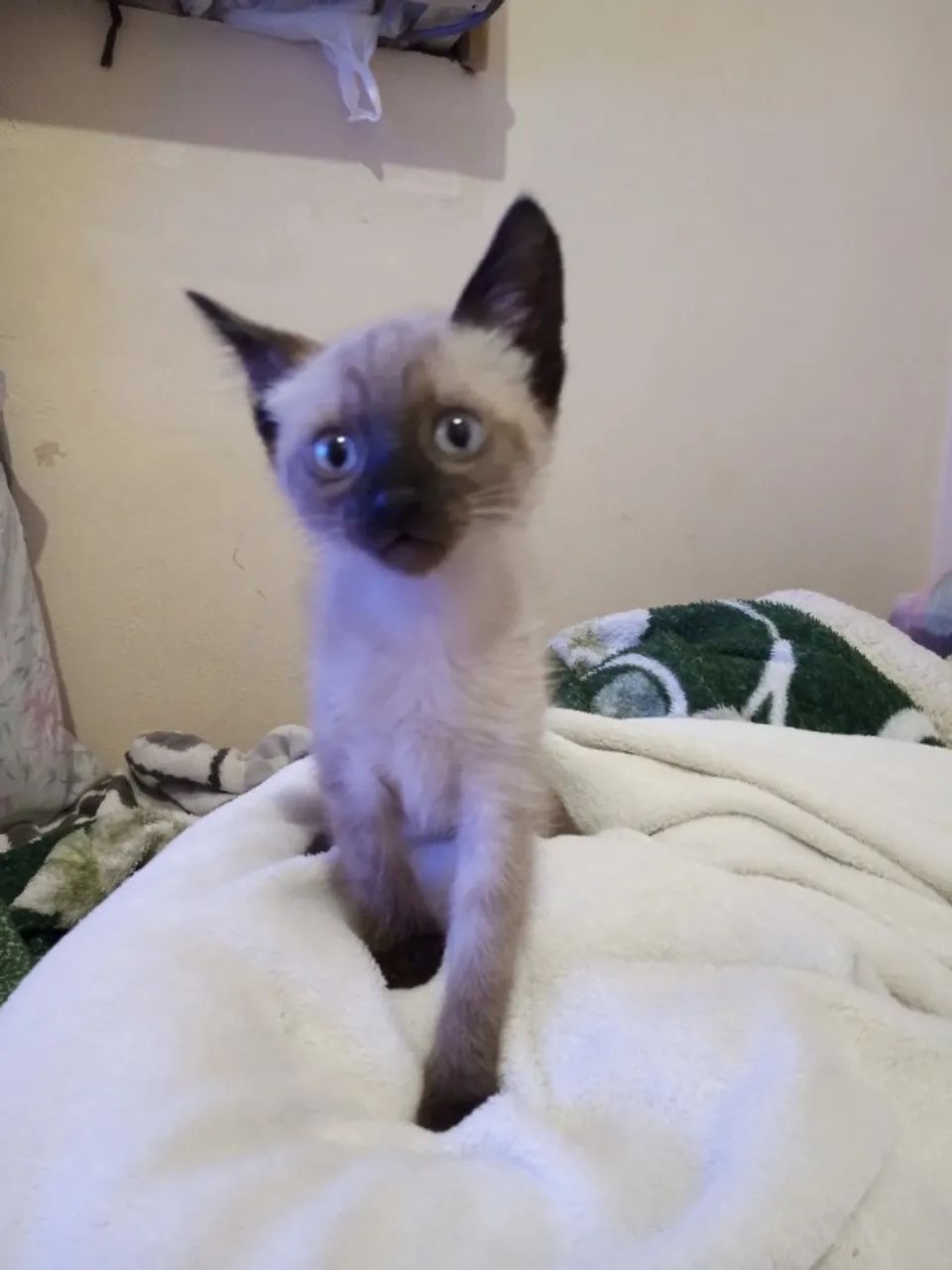 Animal de estimação  - Foto 2