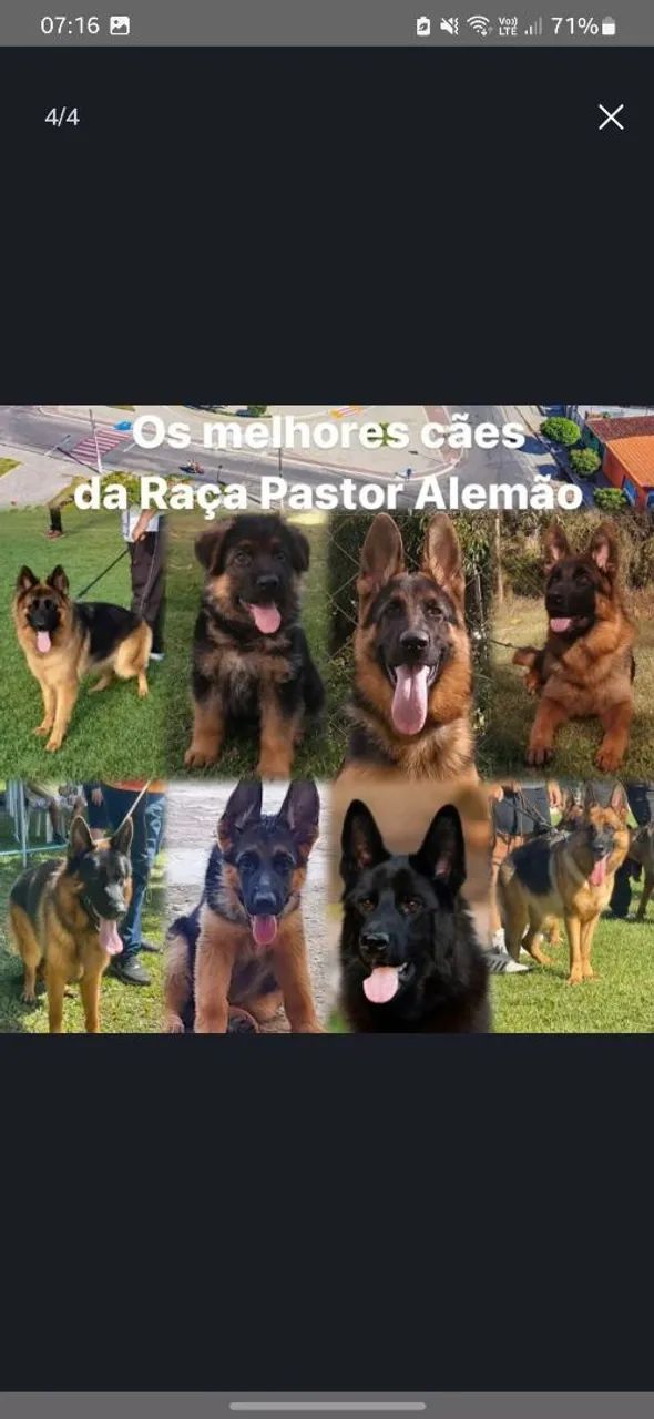 Dois filhotes de Pastor Alemão - Foto 4