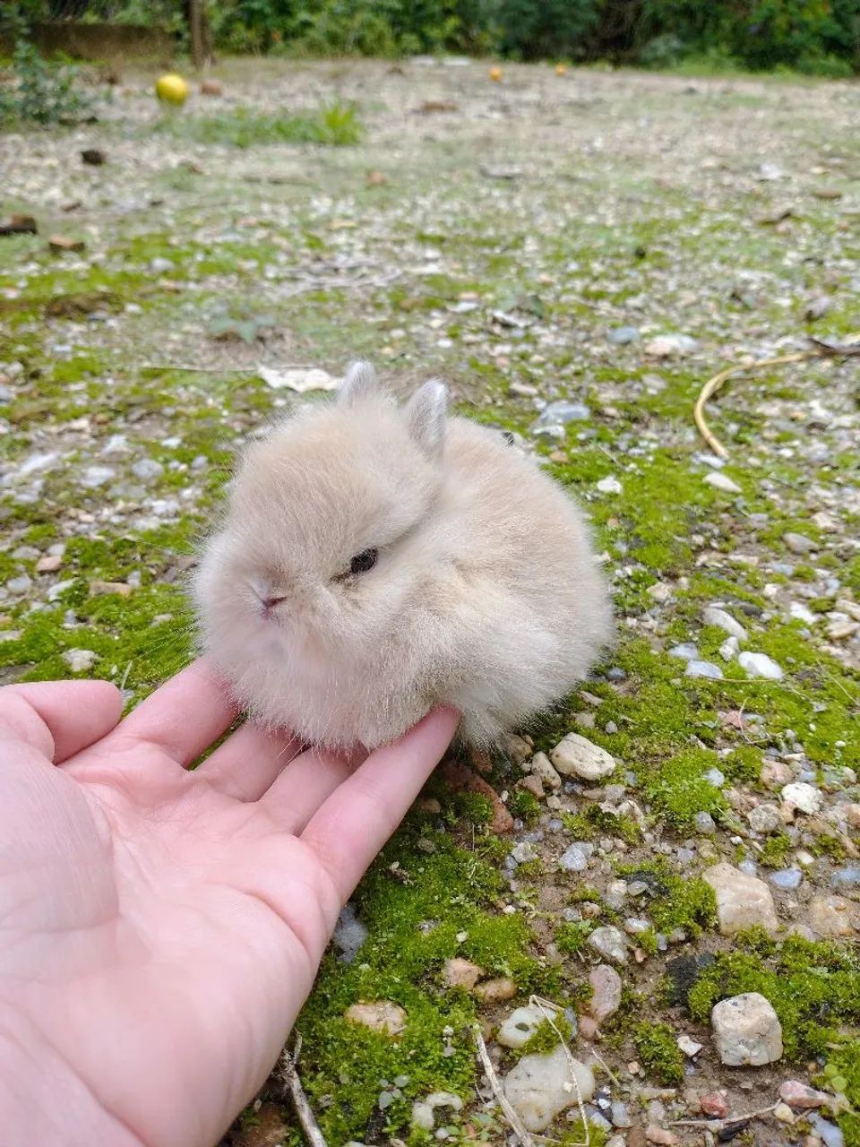 Mini coelhos Anão Netherland macho - Foto 4
