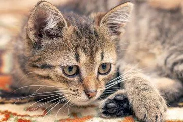 Gatinho filhote charmoso para adoção