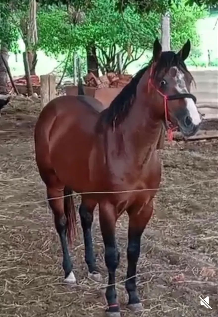 Cavalo puro po registrado - Foto 5