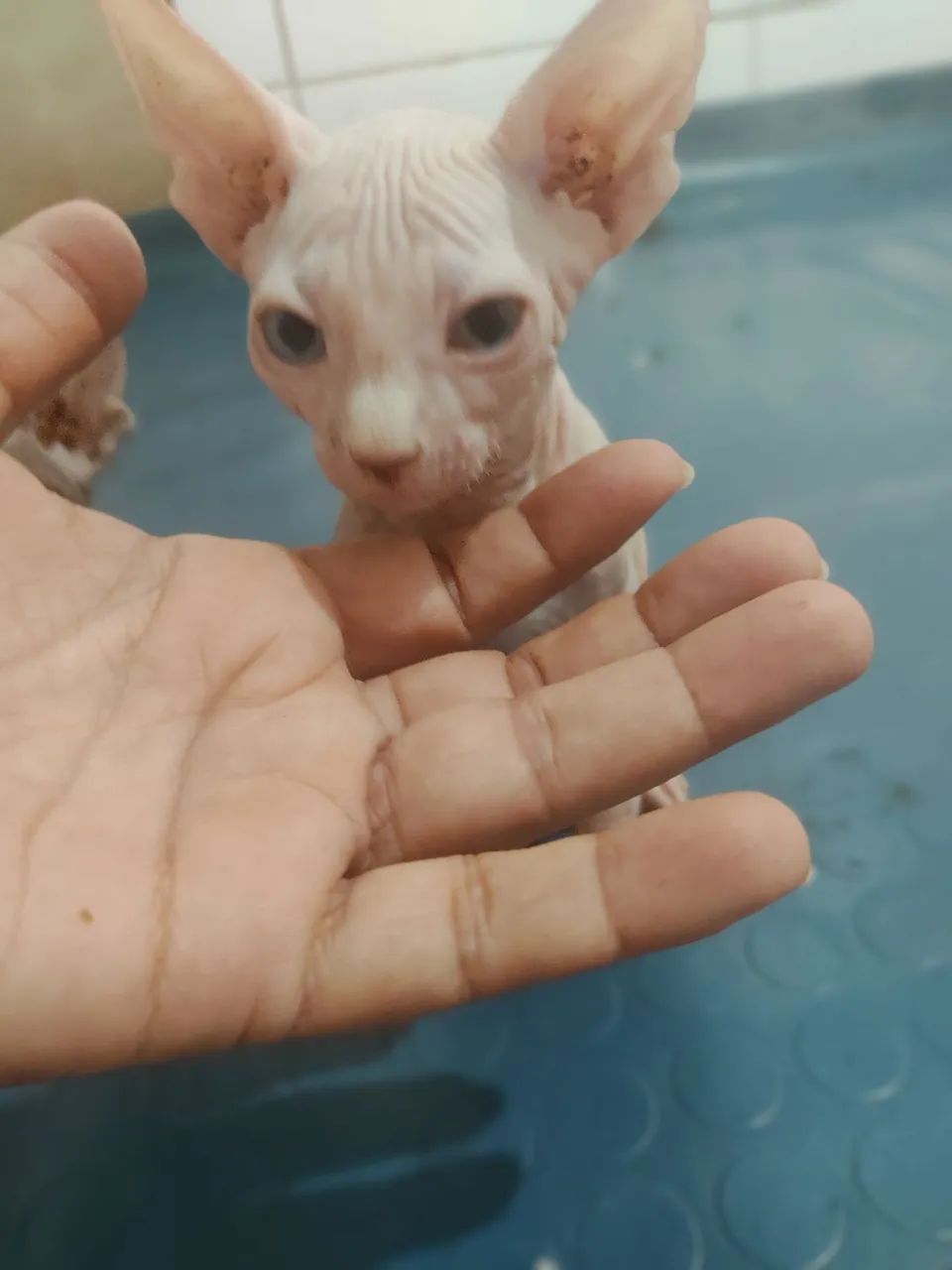 Sphynx, o gatinho peladinho, temos várias cores  - Foto 3