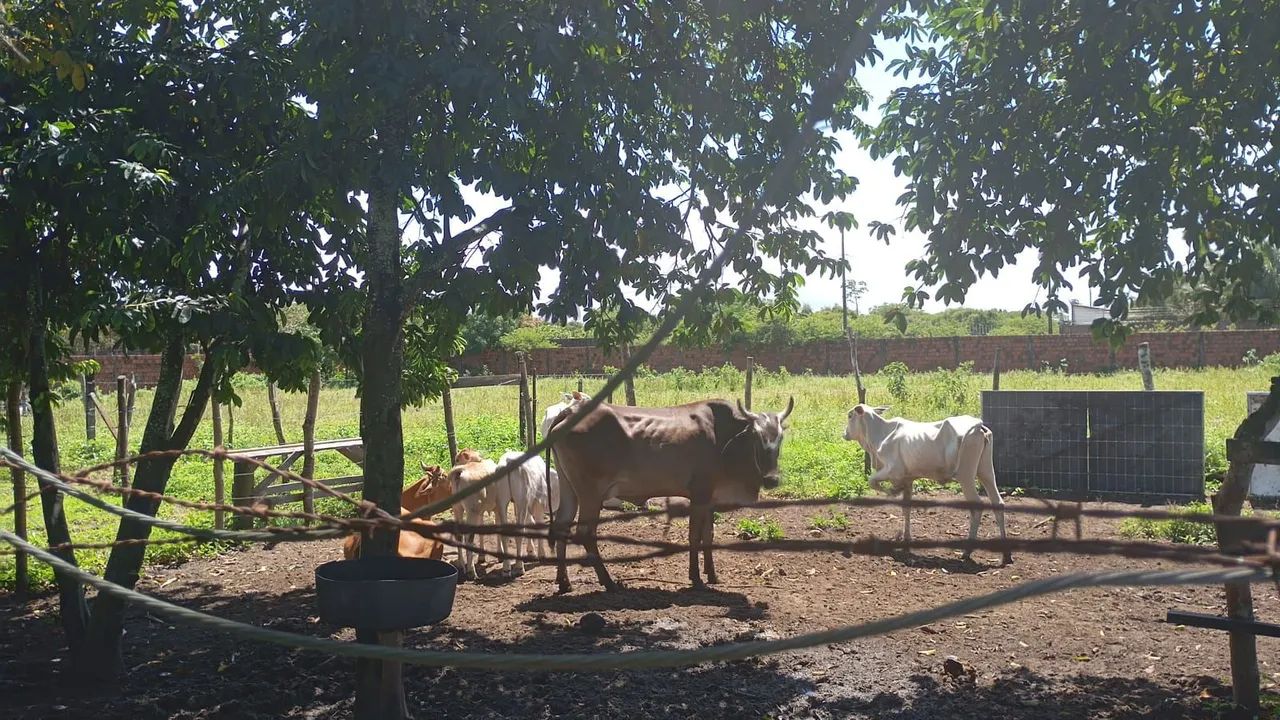 Boi pra Cria em engorda  - Foto 6