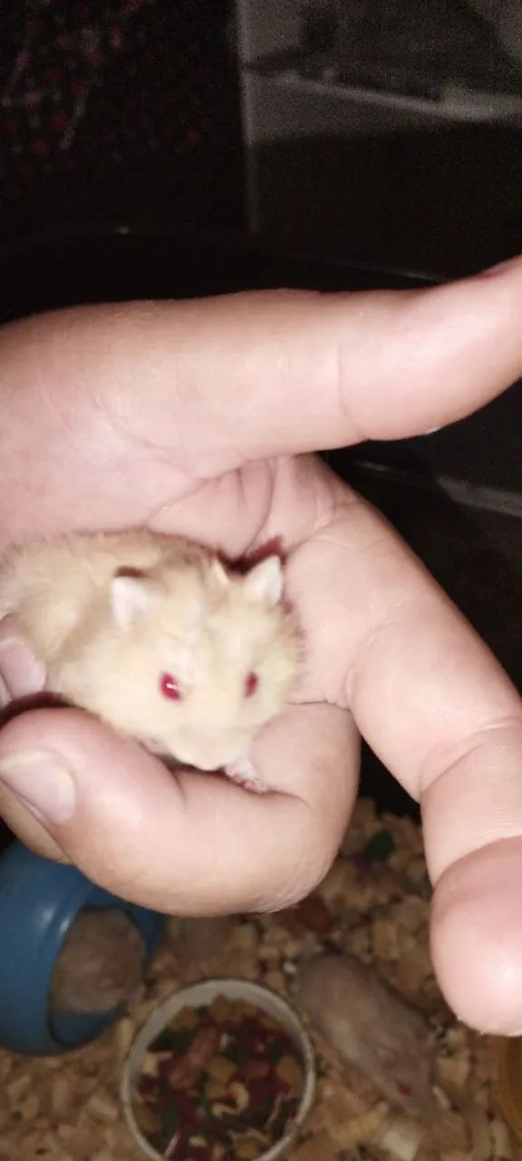 Hamster Anão Russo 64276688955394121