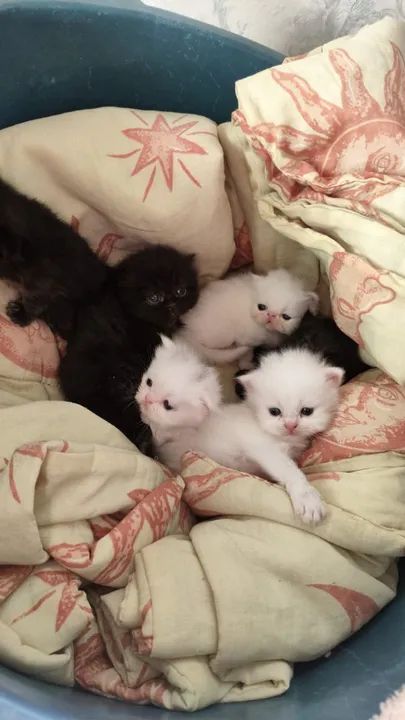 Filhotes Gato Persa - Foto 6