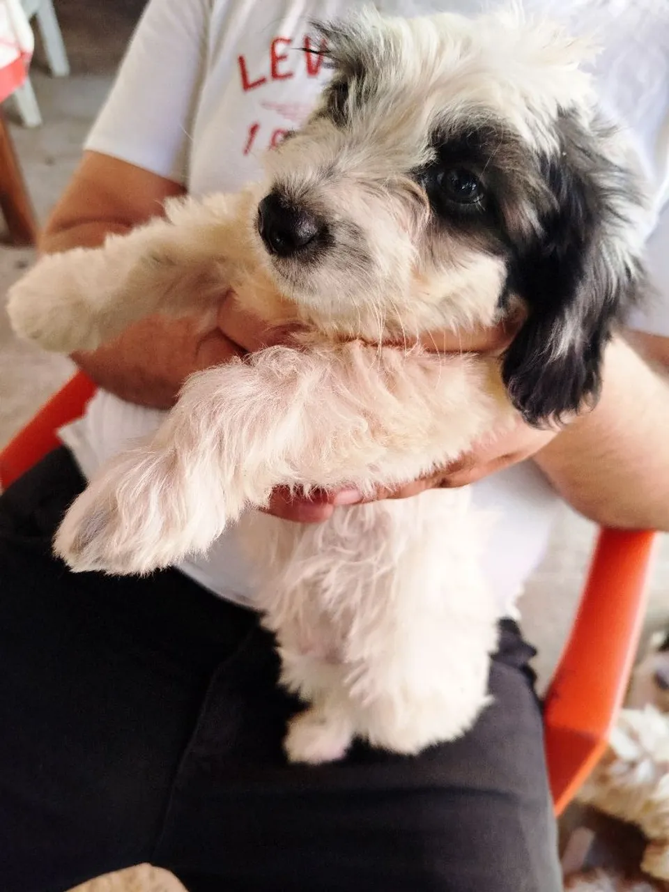 Filhote de poodle já vacinado e vermifugado