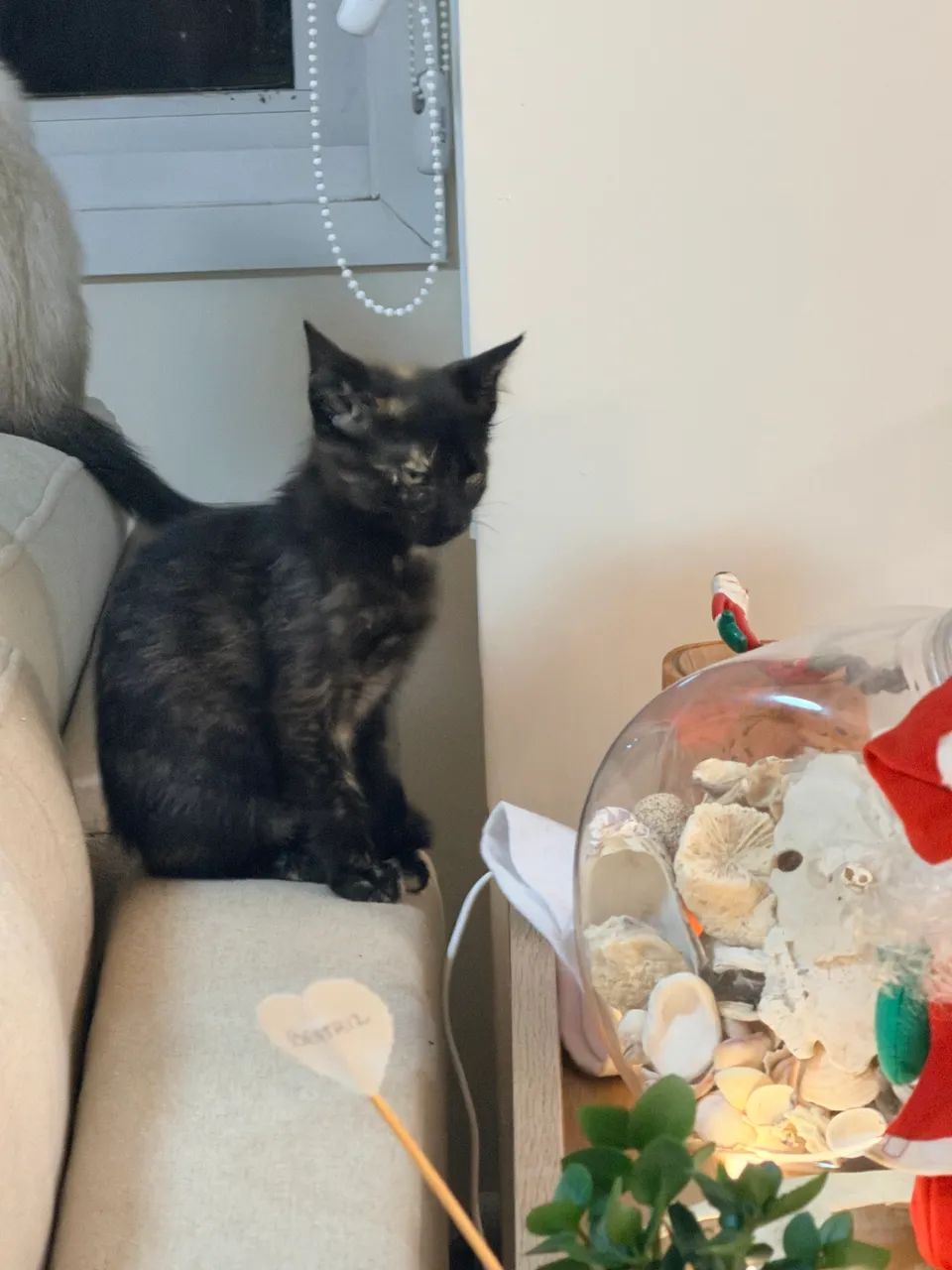 Doação Gato, Gatinha - Foto 5