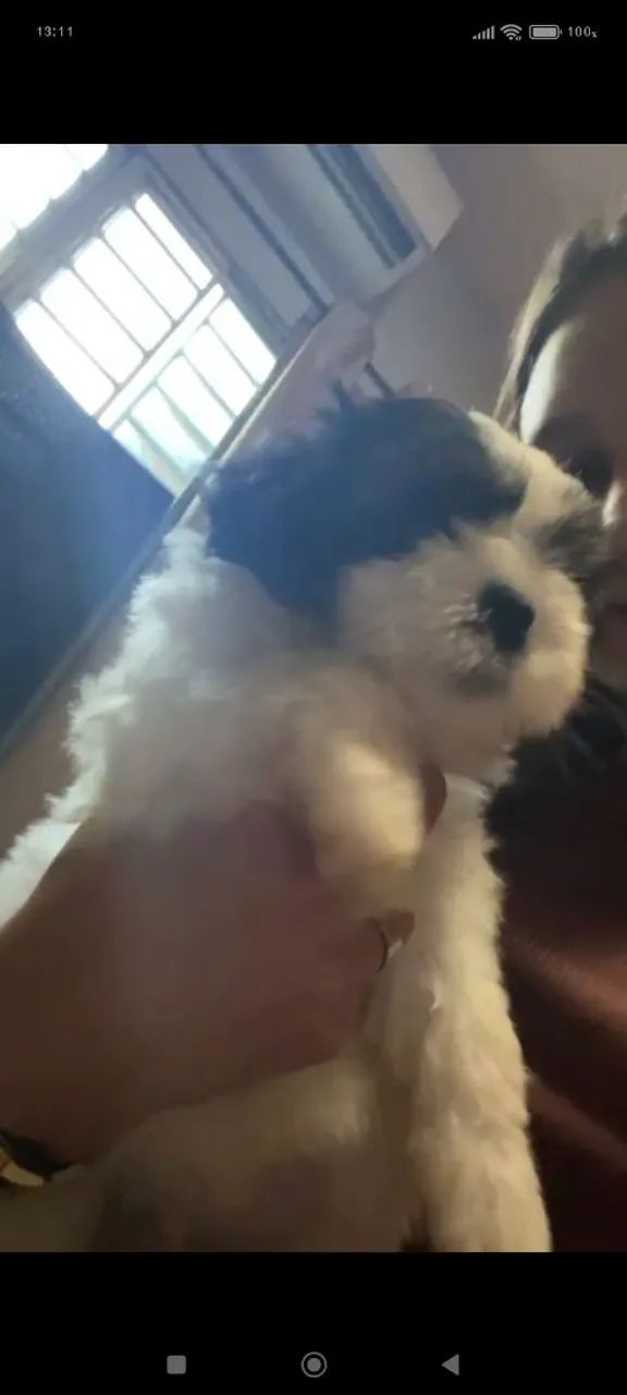 Vendo esse cachorrinho lindo.. - Foto 2