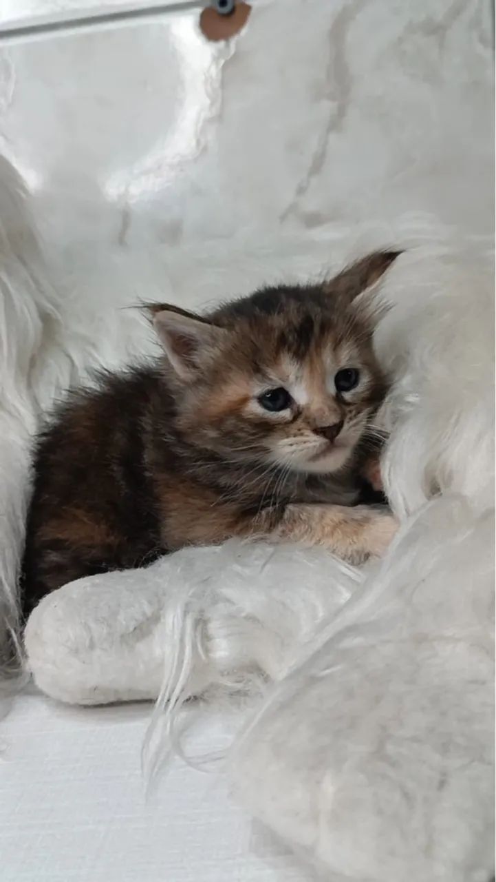Maine Coon macho - Um gigante gentil pronto para te encantar!