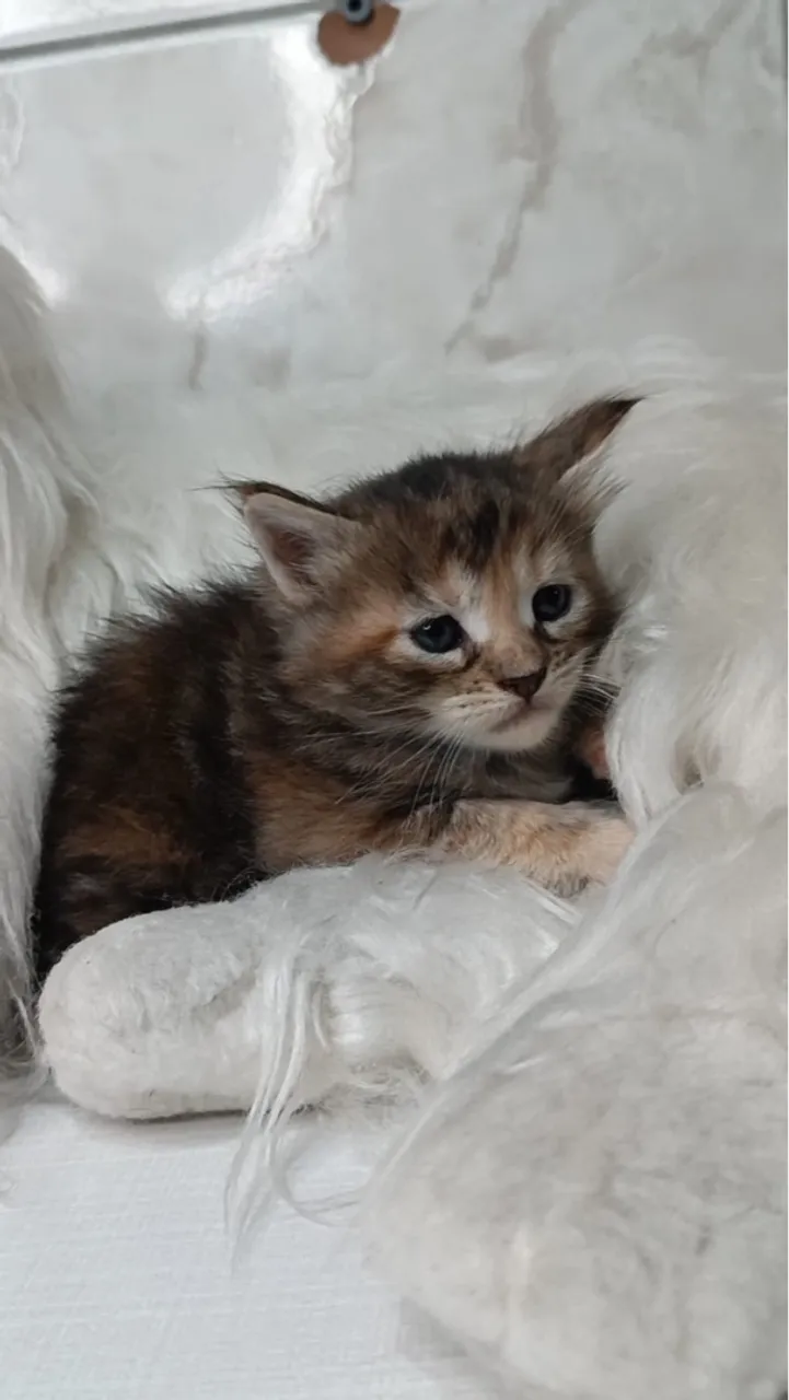 Maine Coon macho - Um gigante gentil pronto para te encantar!