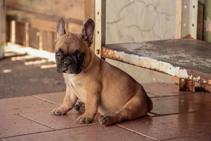 Bulldog Francês filhote - Encantador e cheio de personalidade