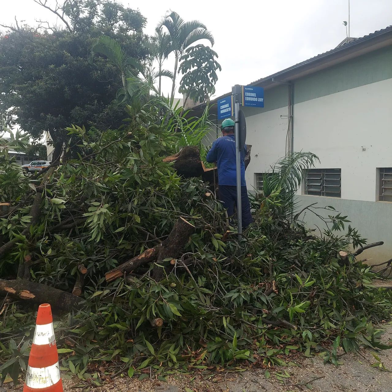 Corte,  poda de arvores e jardinagem - Foto 5